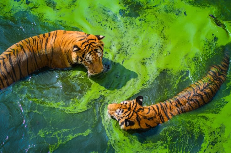 Tigers in green water